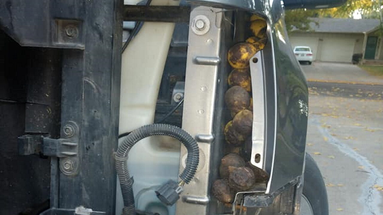Белка спрятала под капотом автомобиля семь вёдер грецких орехов