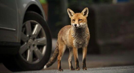 В Великобритании лисы повредили десятки автомобилей
